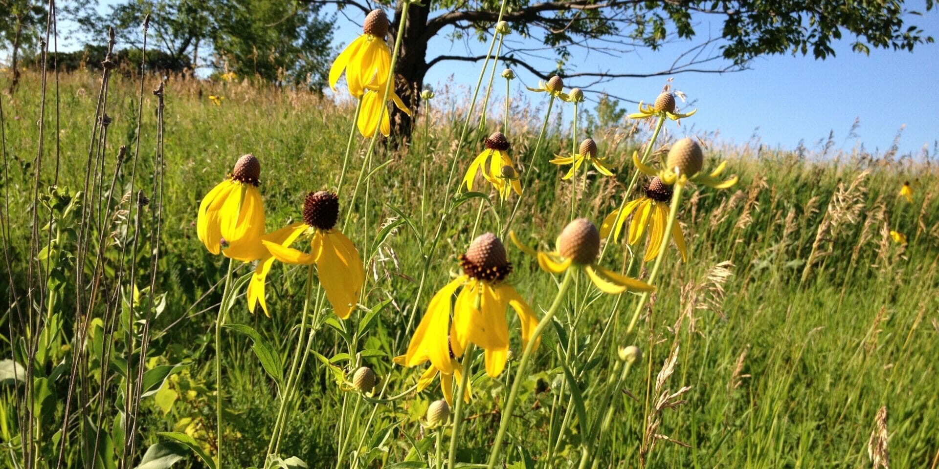 Yellow Prairie Flowers